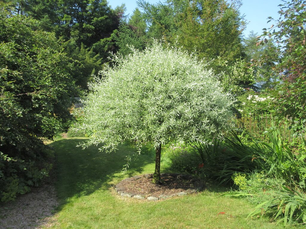 Uppväxt silverpäron