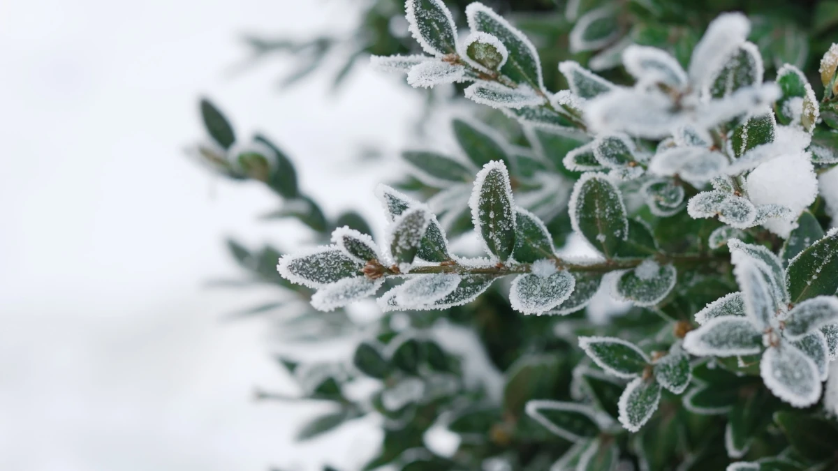 Plantor i närbild med frost